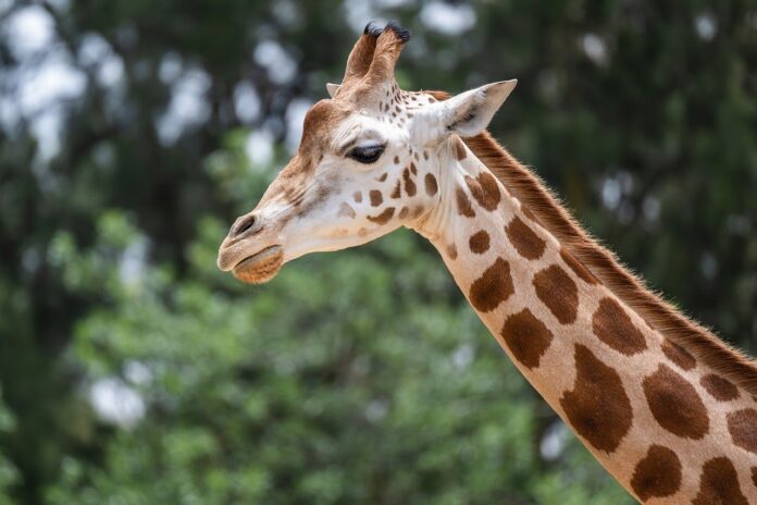 curiosità sulla giraffa