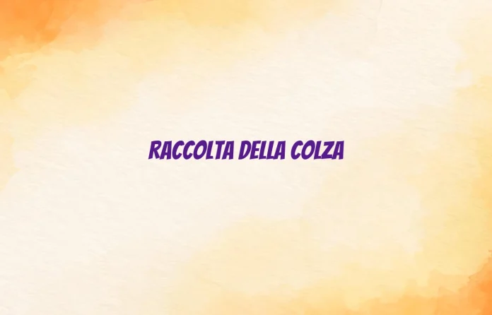 Raccolta della colza