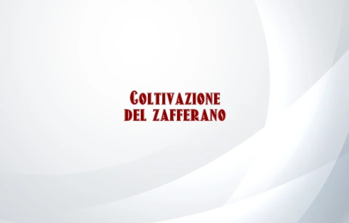 Coltivazione dello zafferano