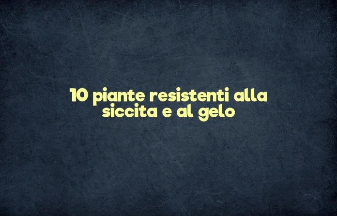 Piante resistenti alla siccitÃ  e al gelo
