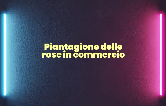 Piantagione delle rose da commercio