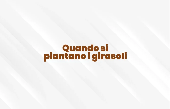 Quando si pianta il girasole